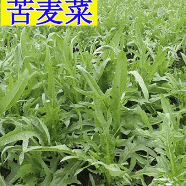 中华苦荬菜新鲜采摘新货现发量大从优无污染无添加