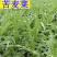 中华苦荬菜新鲜采摘新货现发量大从优无污染无添加