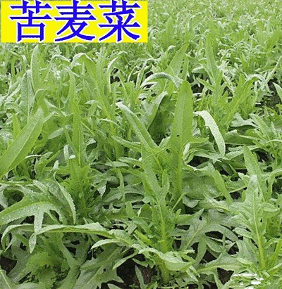 中华苦荬菜新鲜采摘新货现发量大从优无污染无添加