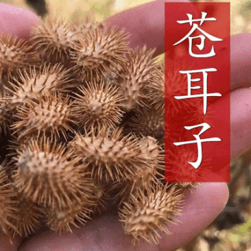 野生苍耳子新鲜采摘新货现发量大从优无污染无添加