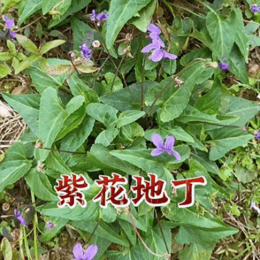 药用紫花地丁新鲜采摘新货现发量大从优无污染无添加