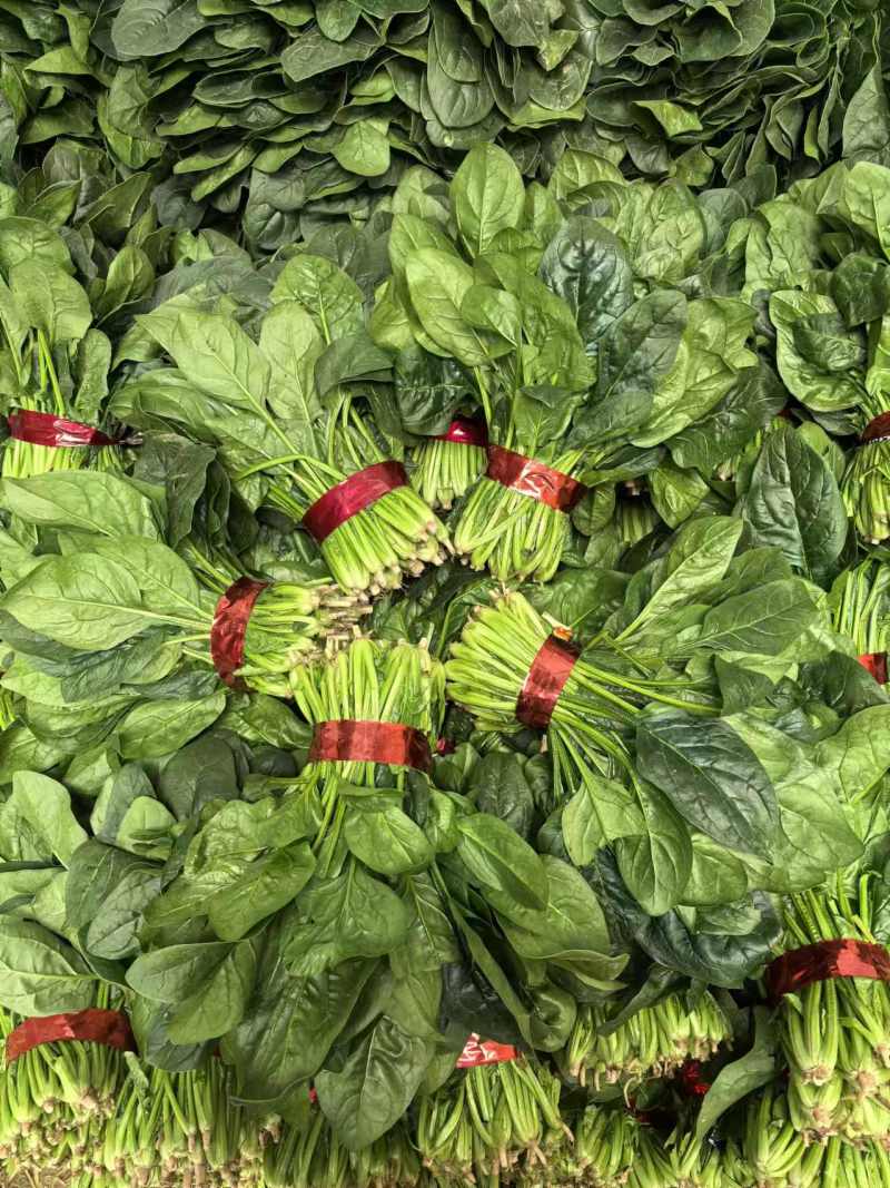 【菠菜】大叶菠菜产地供应，品质保证，货源充足