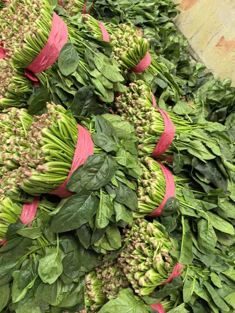 【菠菜】大叶菠菜产地供应，品质保证，货源充足