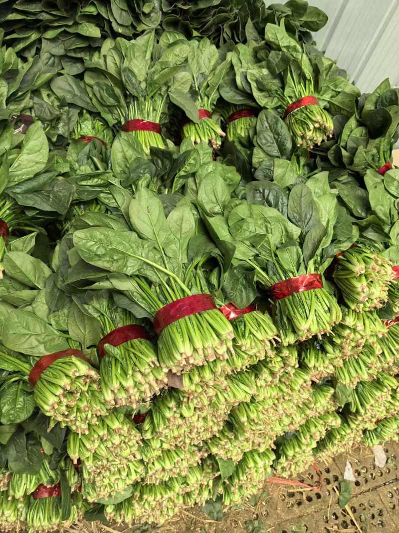 【菠菜】大叶菠菜产地供应，品质保证，货源充足