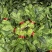 【菠菜】大叶菠菜产地供应，品质保证，货源充足