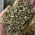 防风种子大量现货供应，出芽率高，提供种植技术