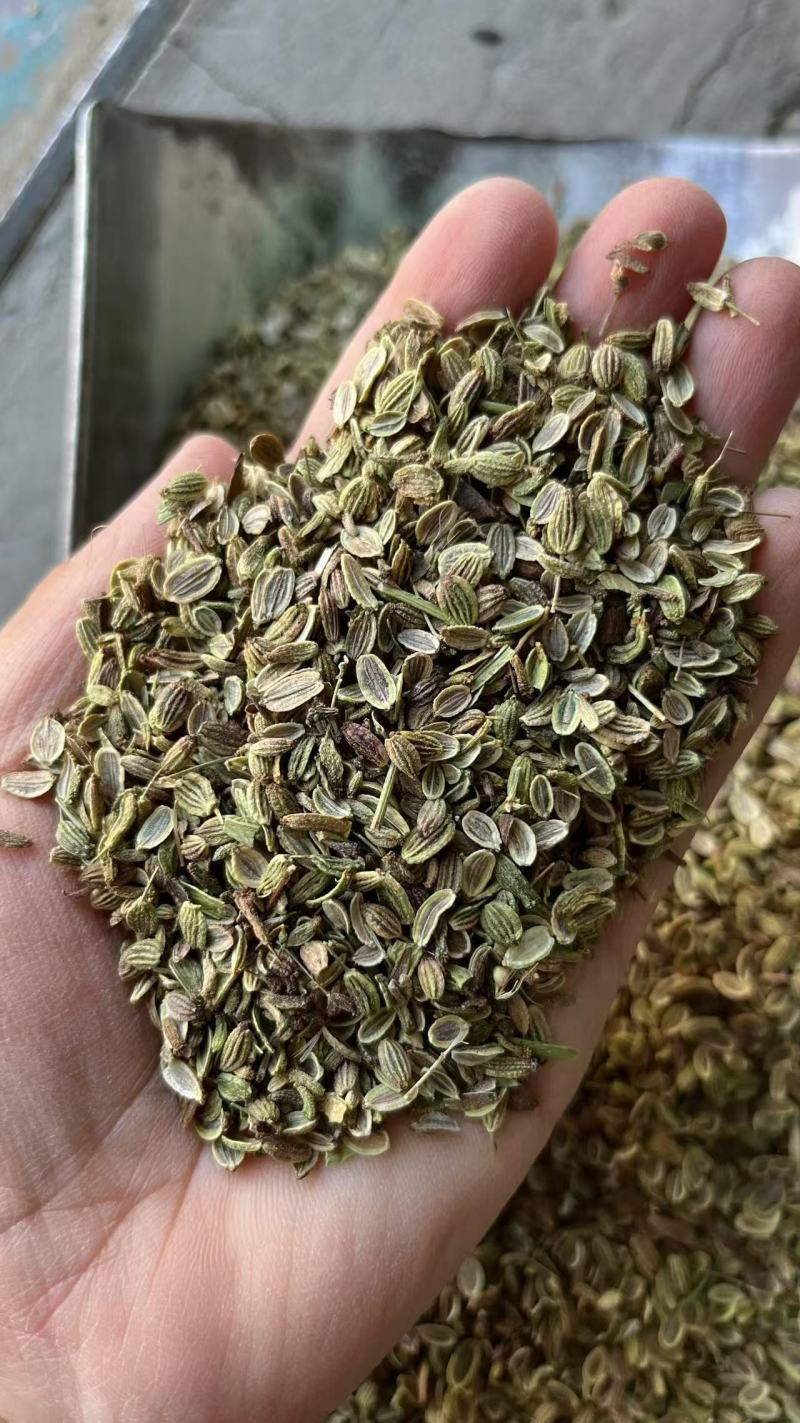 防风种子大量现货供应，出芽率高，提供种植技术