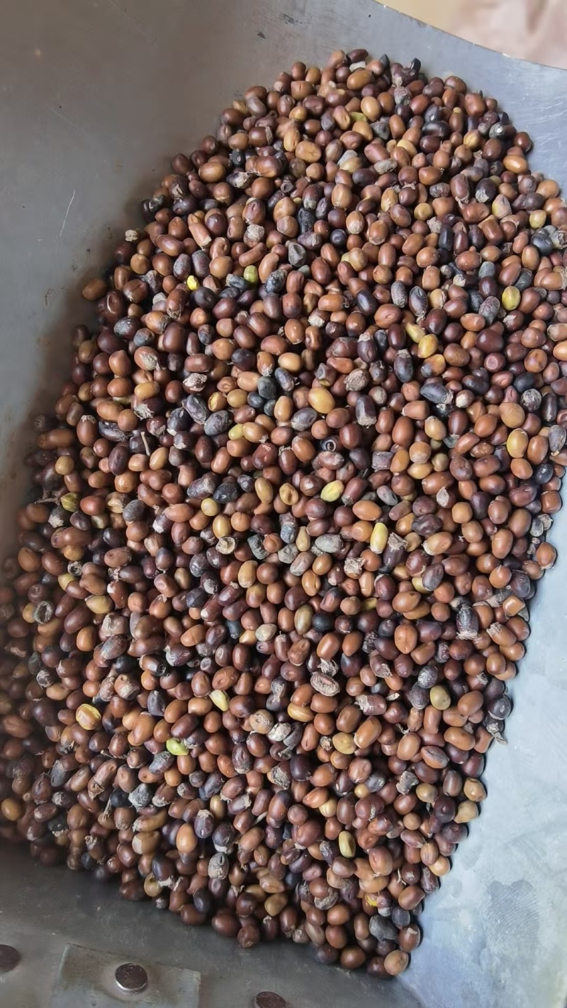苦参种子河北厂家直发，一手货源，提供种植技术