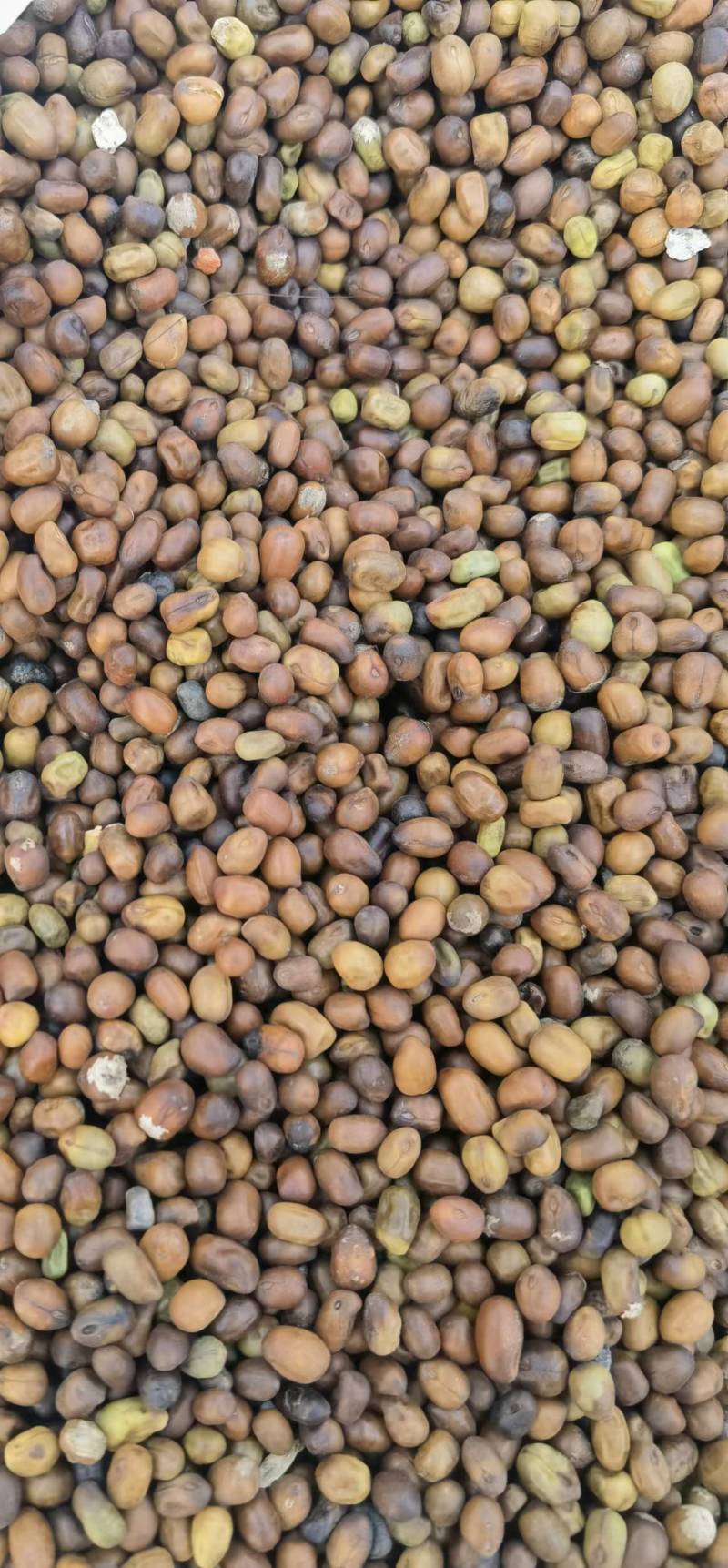 苦参种子河北厂家直发，一手货源，提供种植技术