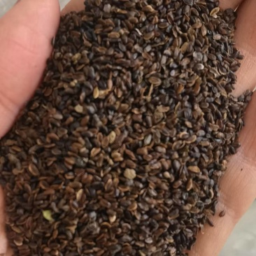 桔梗种子厂家直销，一手货源，出芽率高，提供种植技术