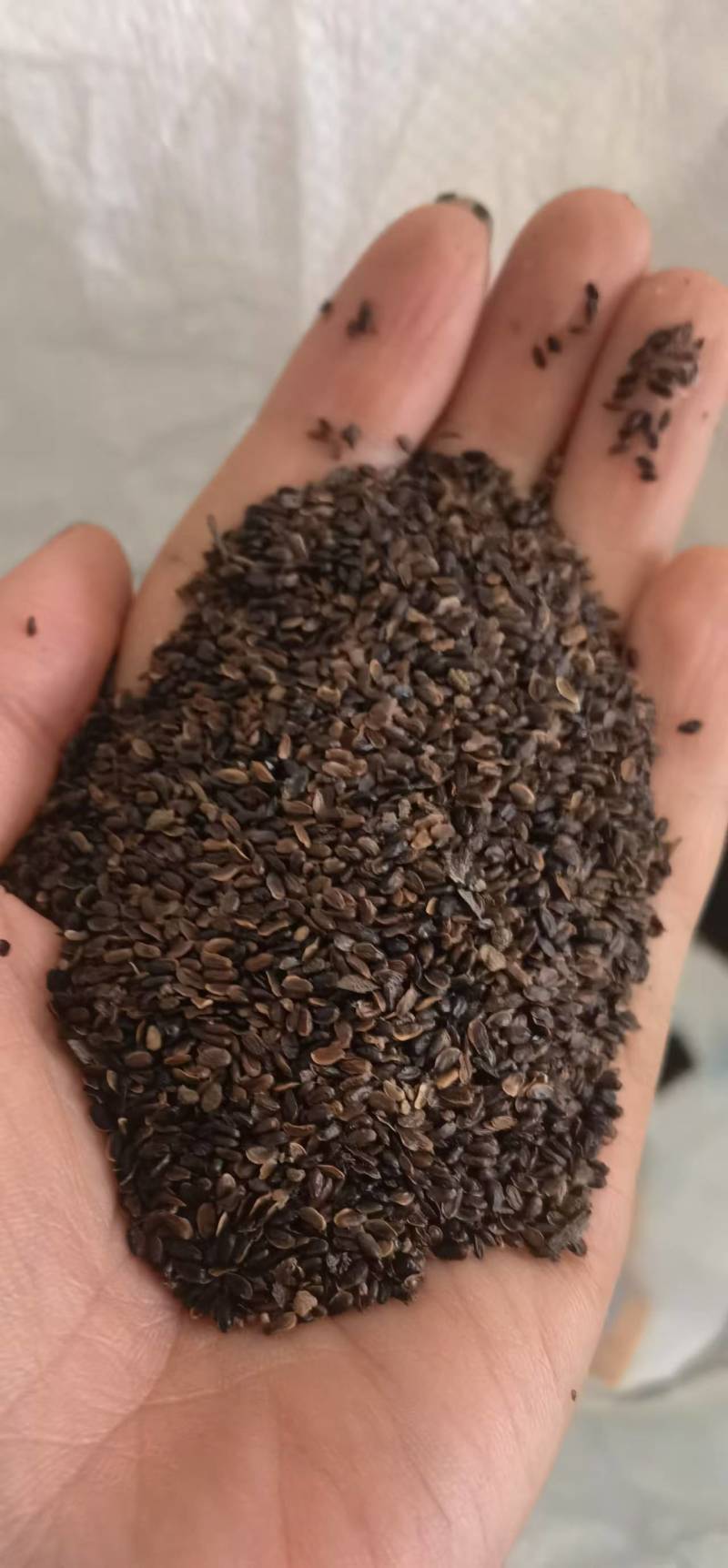 桔梗种子厂家直销，一手货源，出芽率高，提供种植技术