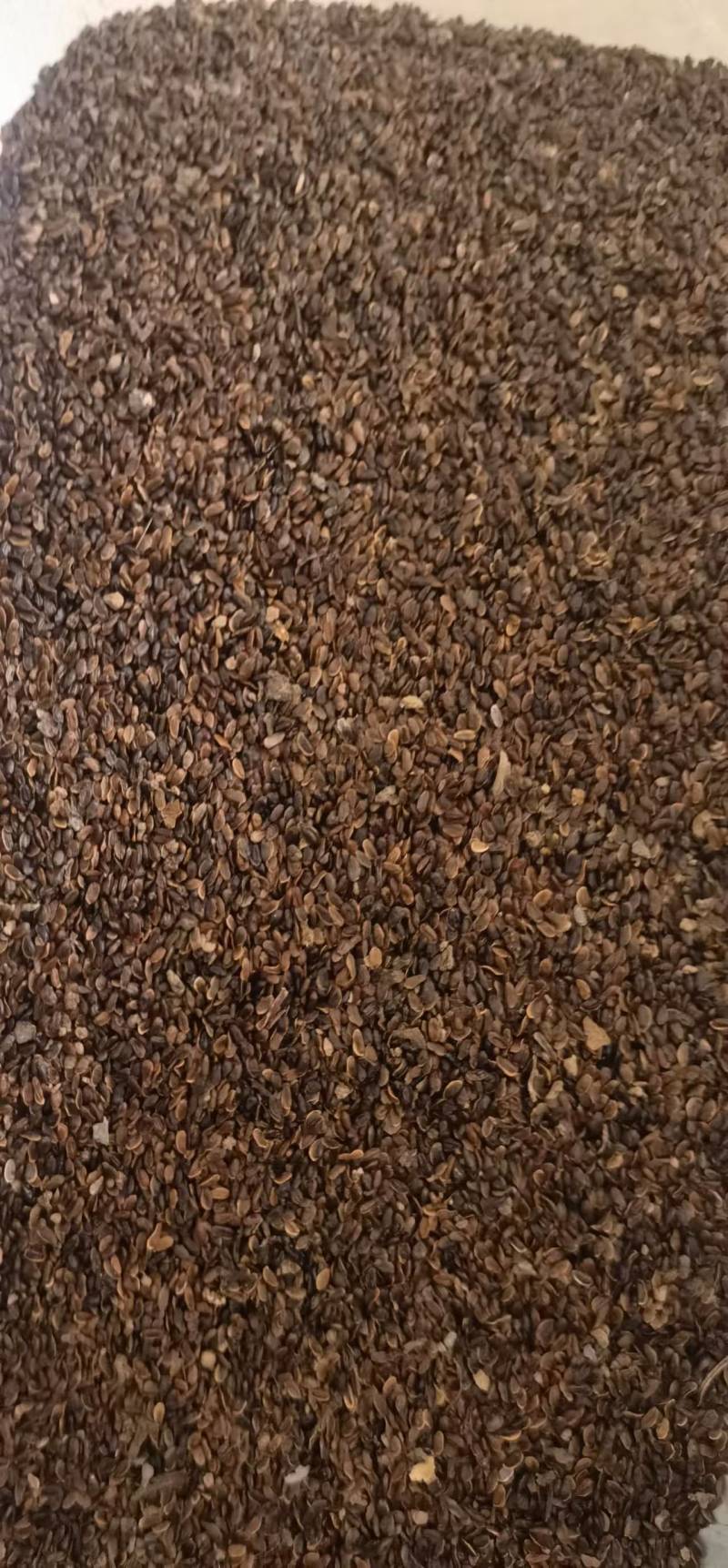 桔梗种子厂家直销，一手货源，出芽率高，提供种植技术