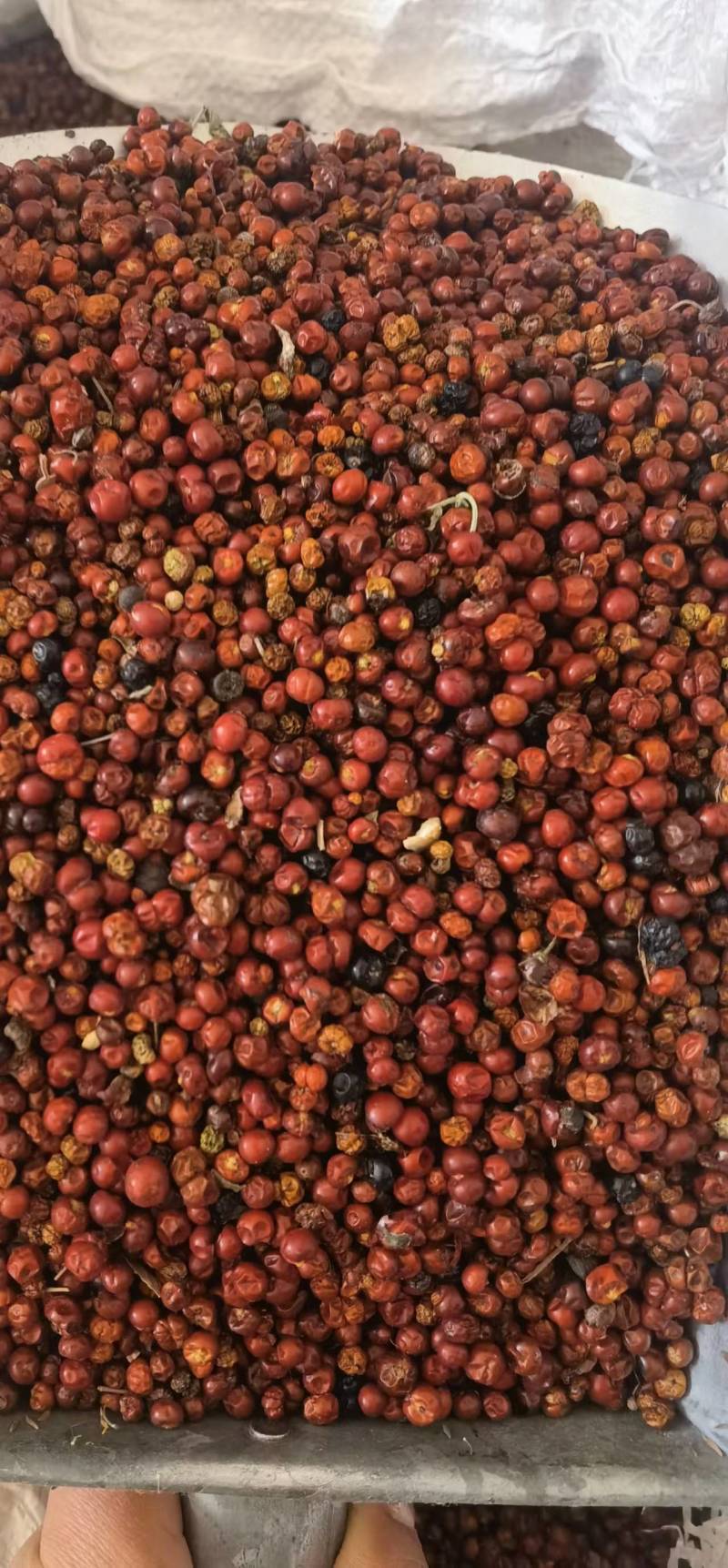 茜草种子一手货源大量现货供应，出芽率高品质保证