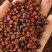 茜草种子一手货源大量现货供应，出芽率高品质保证