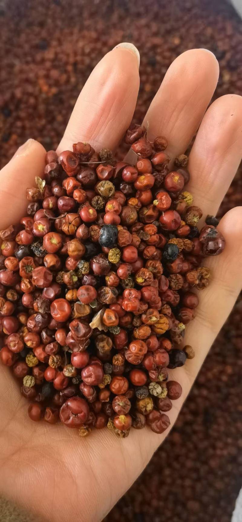 茜草种子一手货源大量现货供应，出芽率高品质保证