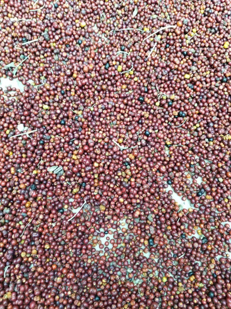 茜草种子一手货源大量现货供应，出芽率高品质保证
