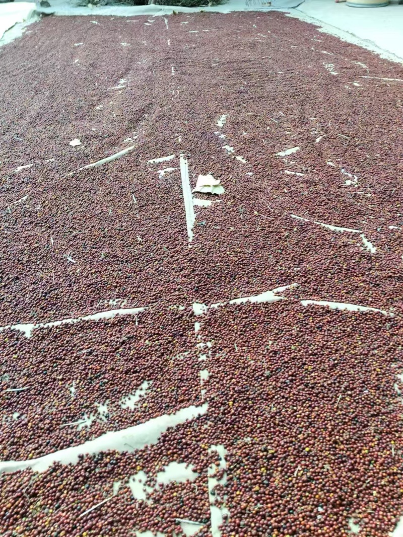 茜草种子一手货源大量现货供应，出芽率高品质保证