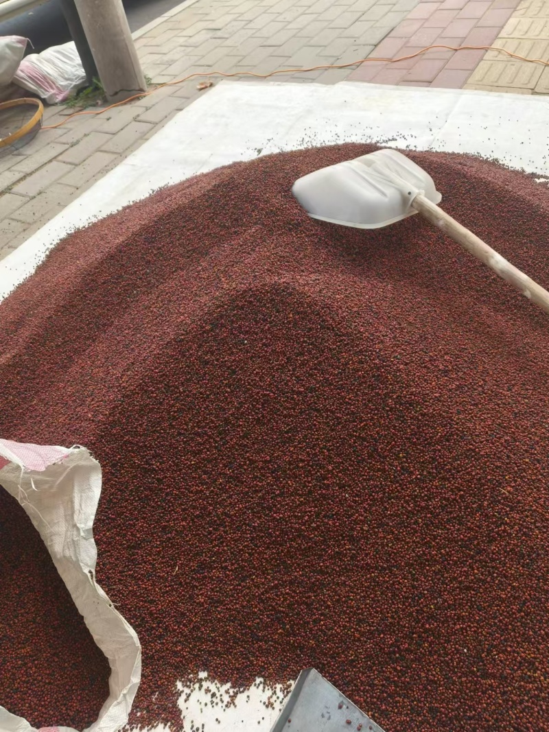 茜草种子一手货源大量现货供应，出芽率高品质保证