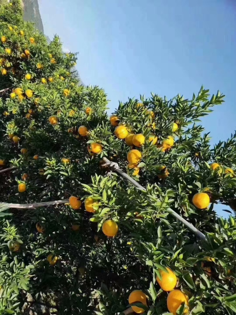 湖北椪柑大量供应对接商超市场支持一件代发