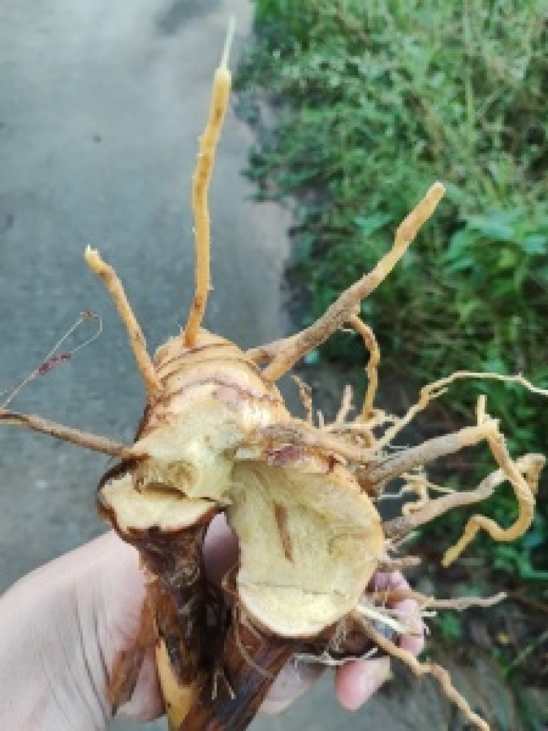 山姜南姜产地直发大量有货一手货源对接全国各级市场欢迎致电