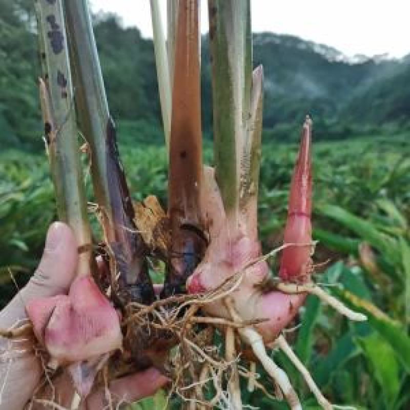 山姜南姜产地直发大量有货一手货源对接全国各级市场欢迎致电