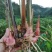 山姜南姜产地直发大量有货一手货源对接全国各级市场欢迎致电