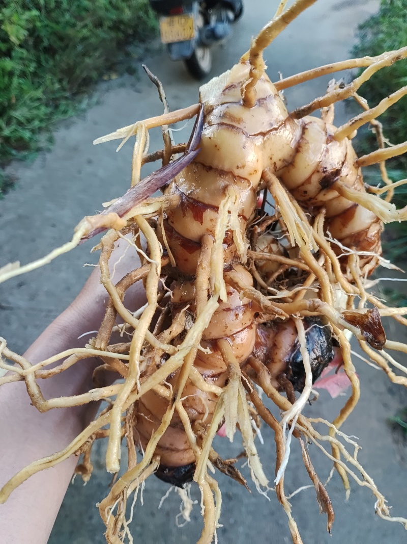 山姜南姜产地直发大量有货一手货源对接全国各级市场欢迎致电