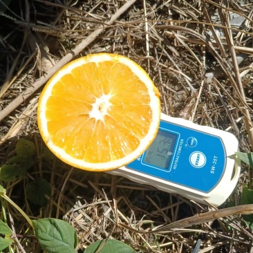 赣南脐橙江西橙子皮薄肉厚口味正宗农家自种