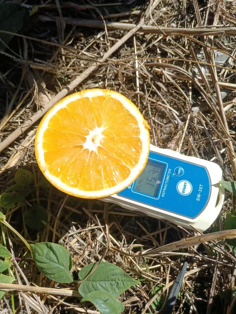 赣南脐橙江西橙子皮薄肉厚口味正宗农家自种