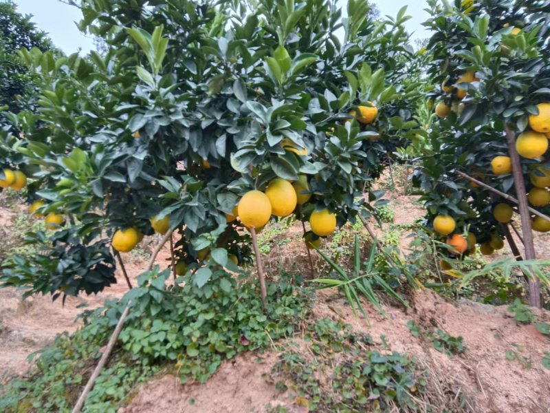 赣南脐橙江西橙子皮薄肉厚口味正宗农家自种
