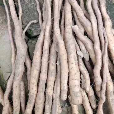 山药铁棍山药种苗自家种植规模大，货源充足欢迎来电咨询