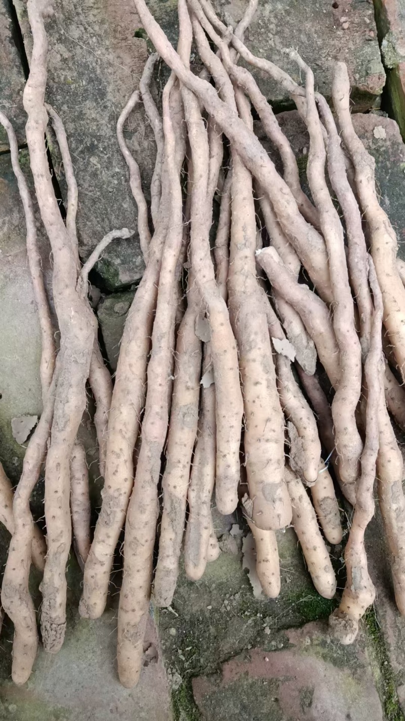 山药铁棍山药种苗自家种植规模大，货源充足欢迎来电咨询