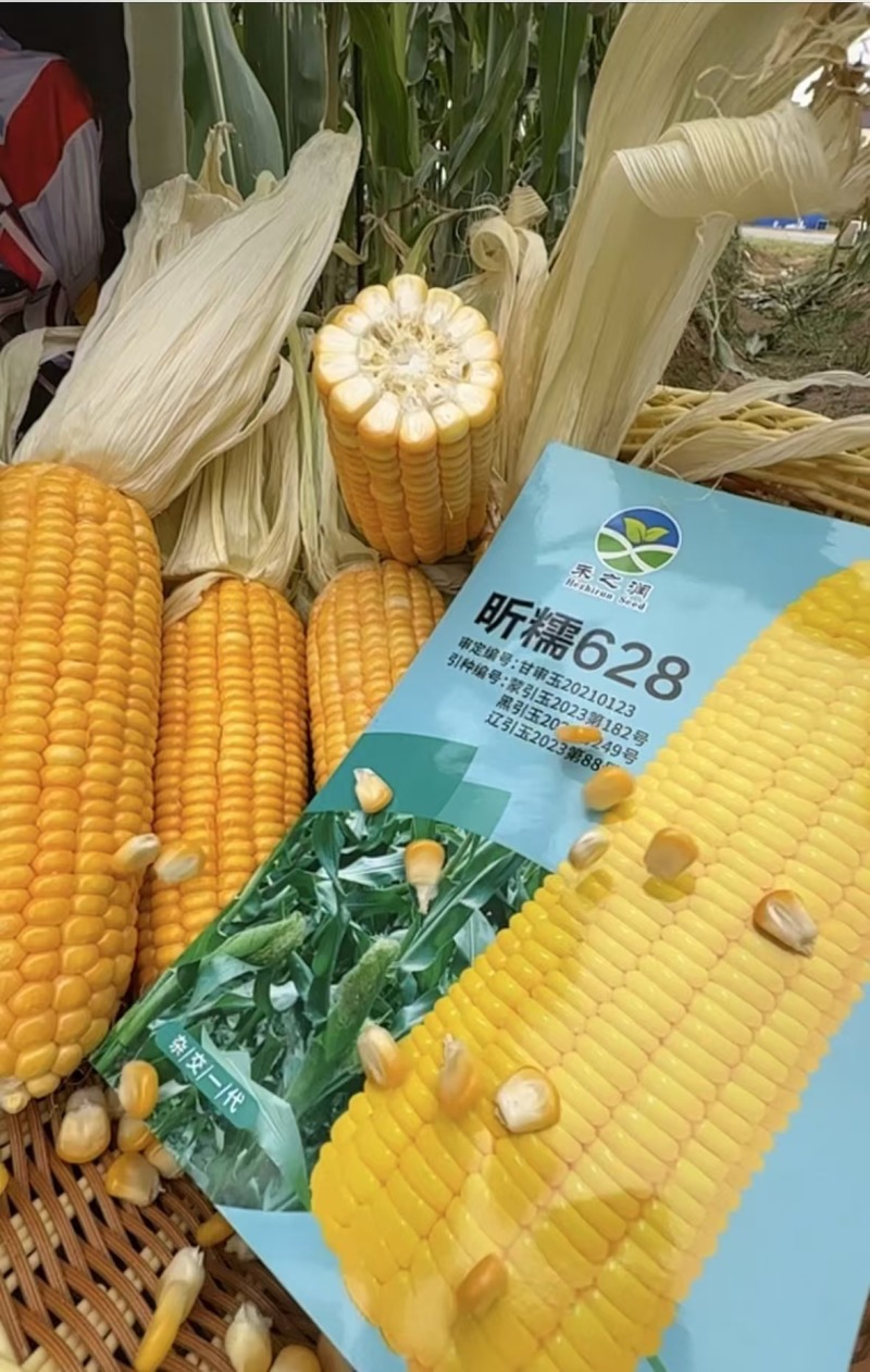 甜糯玉米种子，优质南北通种，欢迎咨询糯玉米种子。
