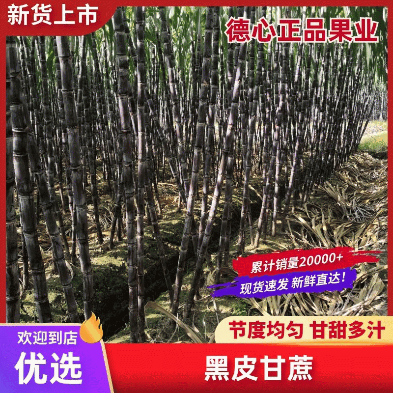 【产地直供】黑皮甘蔗基地，诚信为本！产地直发，量大从优。