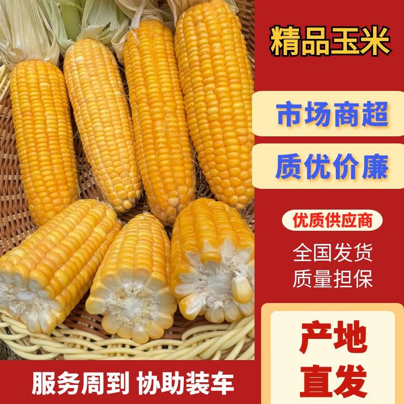 甜糯玉米种子，优质南北通种，欢迎咨询糯玉米种子。