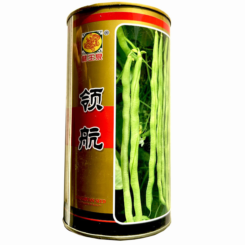 领航中熟品种绿色芸豆种子长棒形四季豆基地品种