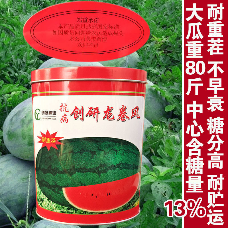 创研龙卷风西瓜种子抗病耐重茬果肉大红脆瓢多汁西瓜种籽