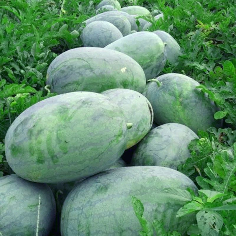 创研龙卷风西瓜种子抗病耐重茬果肉大红脆瓢多汁西瓜种籽