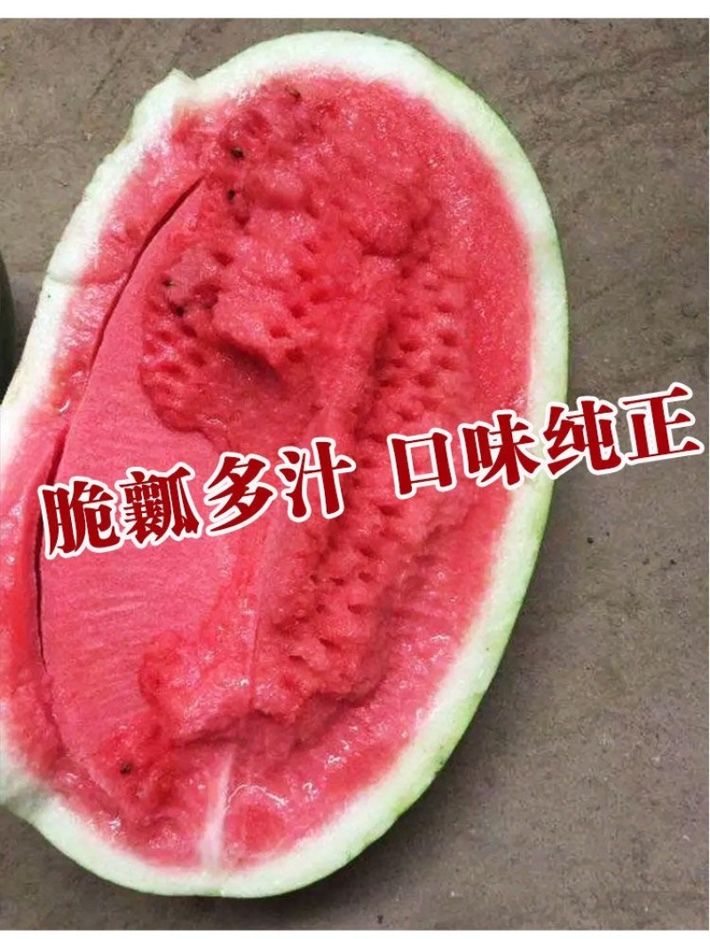 创研龙卷风西瓜种子抗病耐重茬果肉大红脆瓢多汁西瓜种籽