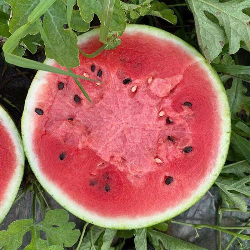 云南麒麟西瓜一件代发产地直发一手货源对接各大电商平台