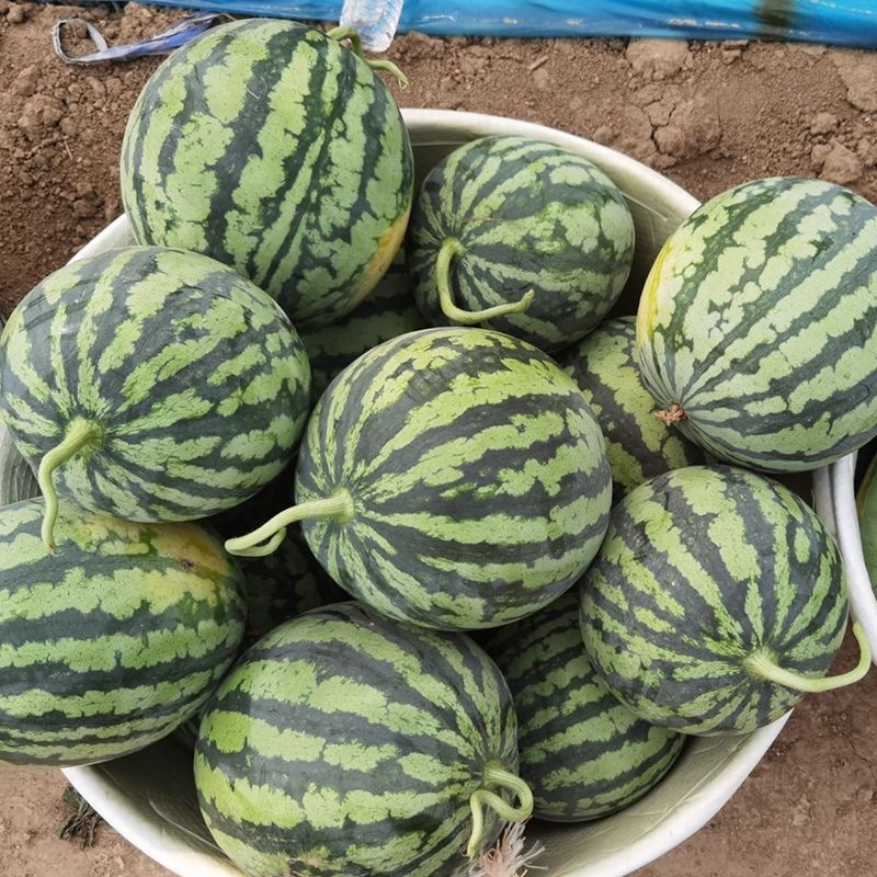 创研元帅西瓜种子抗裂耐重茬大红瓤西瓜种籽薄皮耐贮运基地种