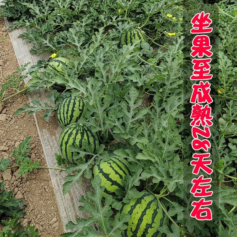创研元帅西瓜种子抗裂耐重茬大红瓤西瓜种籽薄皮耐贮运基地种