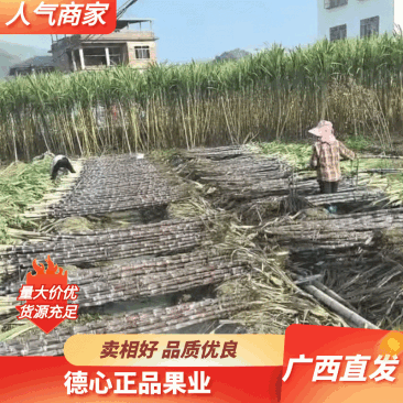广西黑皮甘蔗，现货现挖，甘蔗基地直供，诚信合作！