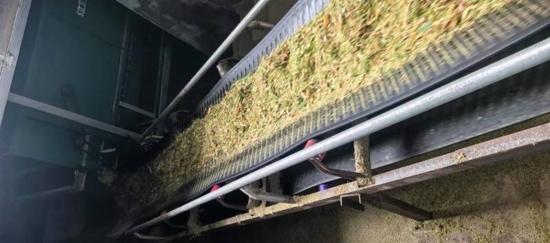 【大厂发货】甜象草实力供货质量保证不参土干净