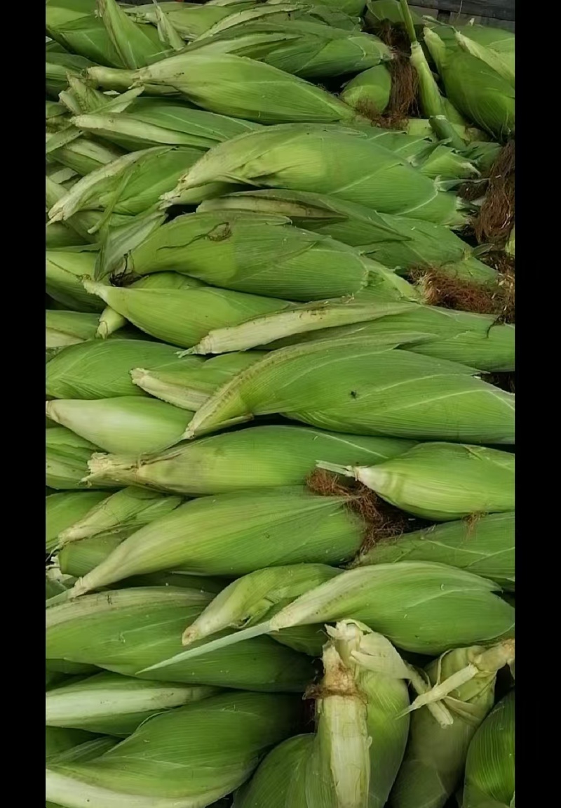 云南太阳花水果玉米一手货量大可优惠视频看货对接全国