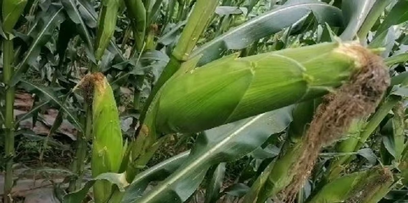 云南太阳花水果玉米一手货量大可优惠视频看货对接全国