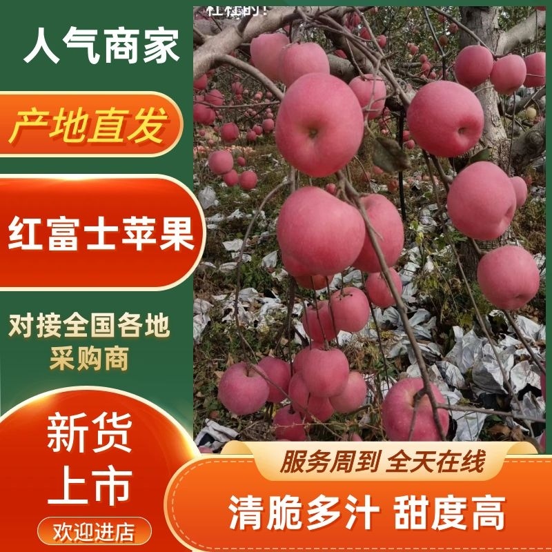 【精品】红富士河北唐山苹果电商商超批发零售欢迎采购
