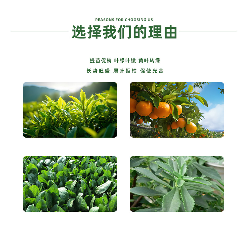 厂家直销叶梢旺稍微生物菌剂