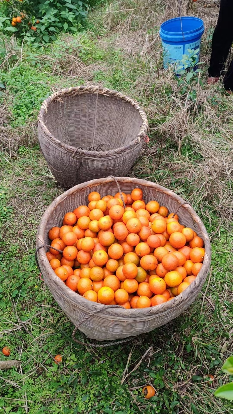 红桔，四季红量大发货对接全国价格合理随时来电