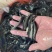 优质黑鱼苗正交黑鱼苗杂交生鱼苗乌鱼苗乌鳢鱼苗全程指导